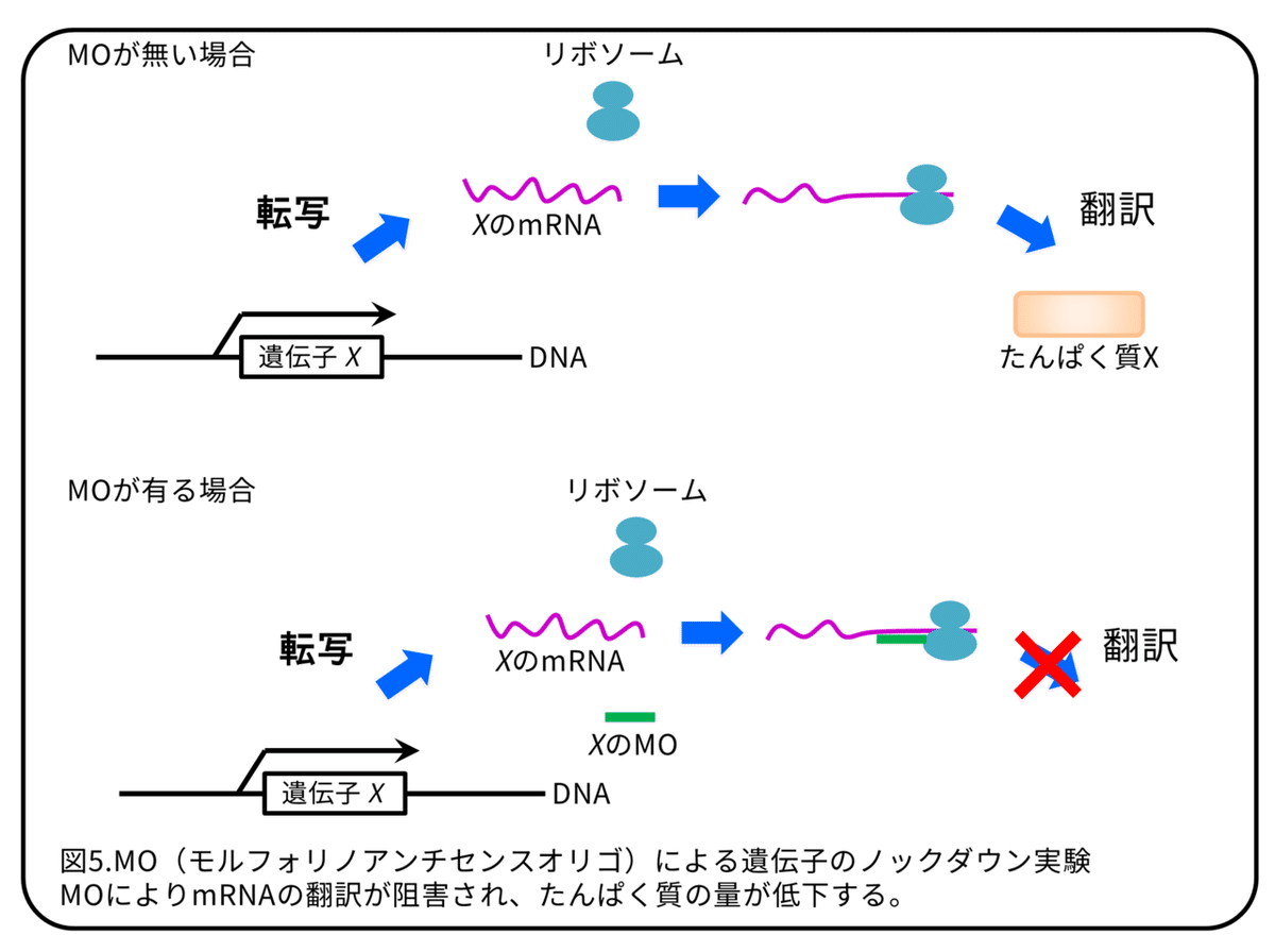 メダカの生殖細胞 ～秘めた能力～ 論文紹介｜かわいせーざん