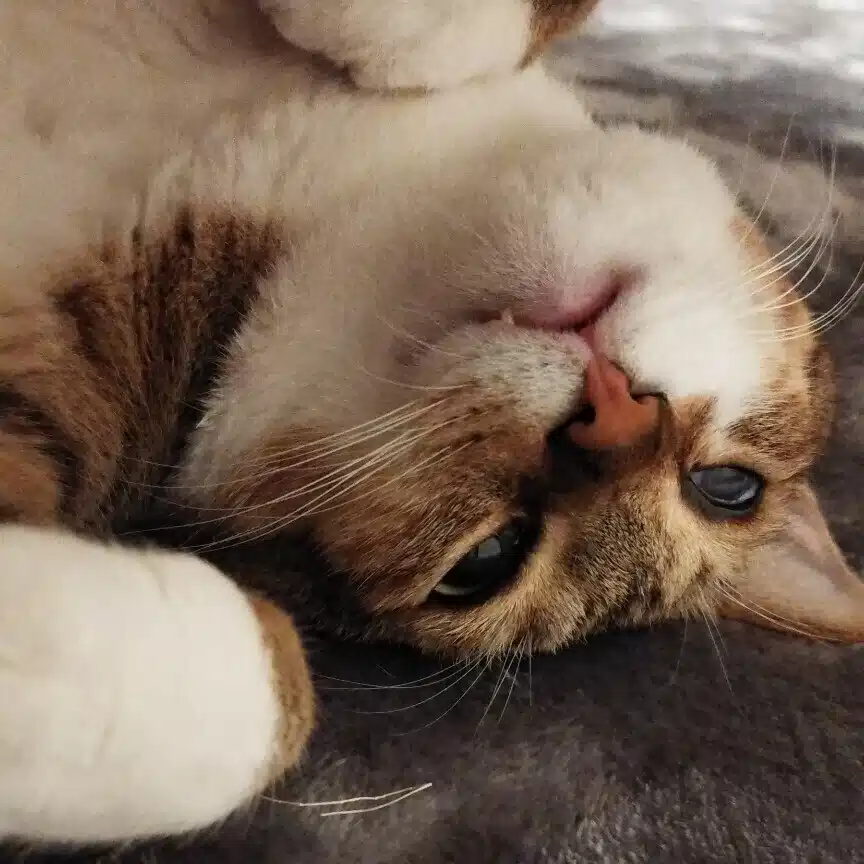 一匹のおーちゃん