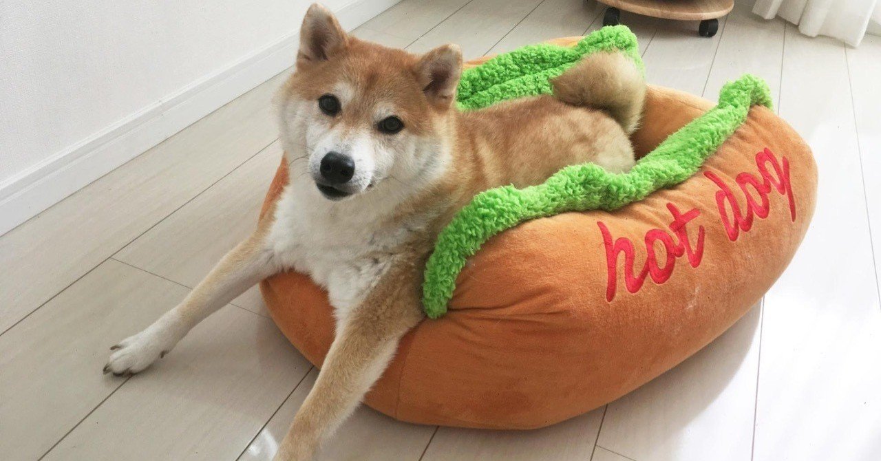 海外からも愛されるインスタグラマー 柴犬だいふく その暮らしとは いい部屋ペット いい部屋ネット 公式 Note