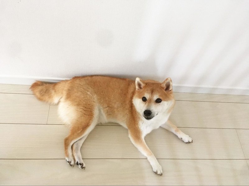 海外からも愛されるインスタグラマー 柴犬だいふく その暮らしとは いい部屋ペット いい部屋ネット 公式 Note 海外からも愛されるインスタグラマー 柴犬だいふく その暮らしとは いい部屋ペット いい部屋ネット 公式 Note