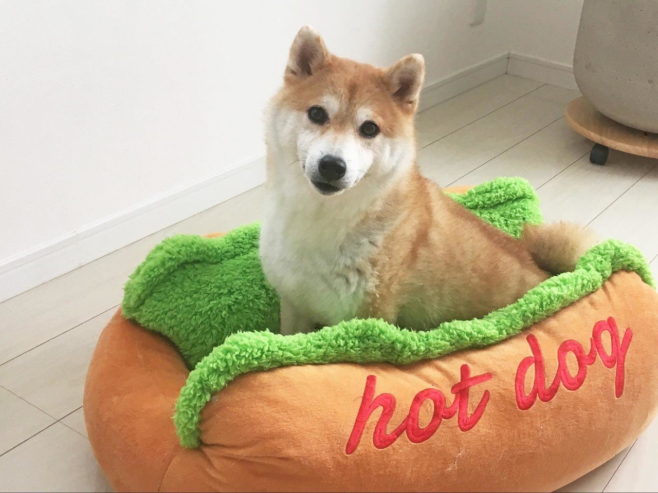 海外からも愛されるインスタグラマー 柴犬だいふく その暮らしとは いい部屋ペット いい部屋ネット 公式 Note 海外からも愛されるインスタグラマー 柴犬だいふく その暮らしとは いい部屋ペット いい部屋ネット 公式 Note