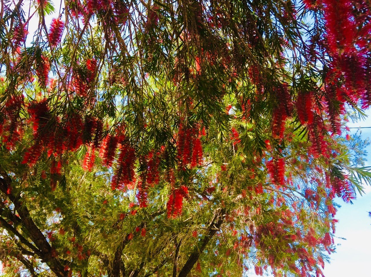 気が付いたらケアンズのボトルブラシの花が満開になっていました キャノン美佳 Note