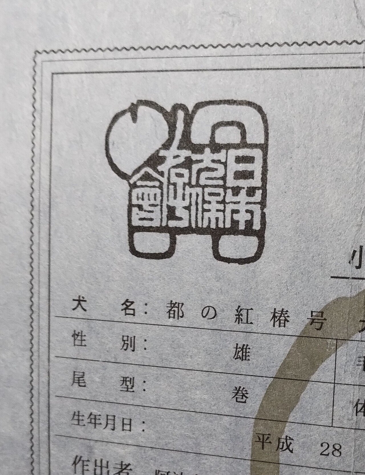 Xで、犬の本名が話題になっていたので血統書確認。 本名というか、登録名ですね。 うちの柴犬くんは都の紅椿号。柴犬など和犬は「〜号」と付くのが一般的。  なんというか、女の子みたい！特に面白くも何ともなく、｜林白果