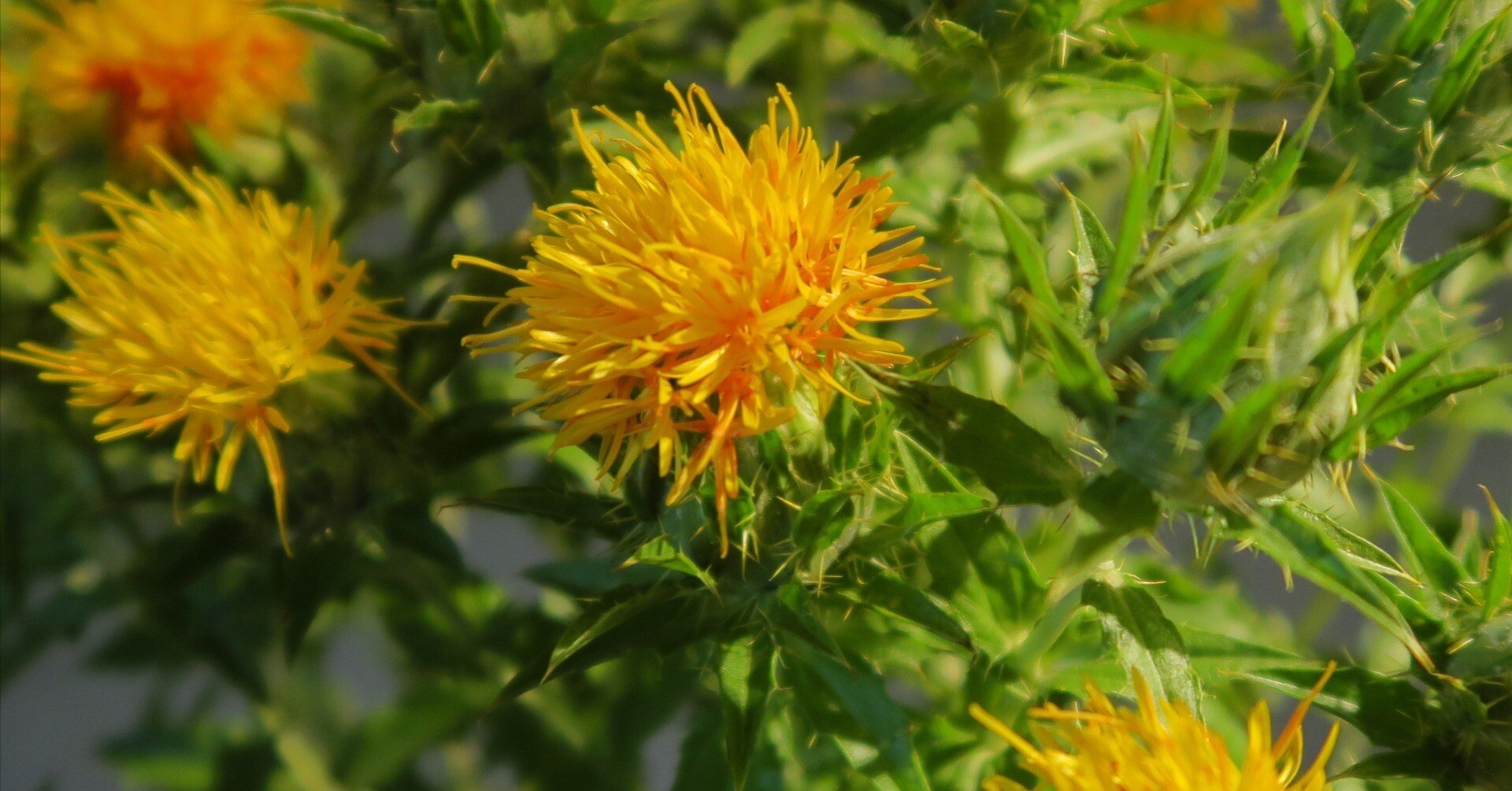 今日の花 紅花｜花屋のラフ