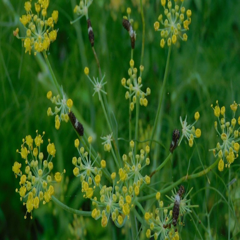 キアゲハベビーはスイートフェンネルの花が好き！｜ベジスピ（野菜育て