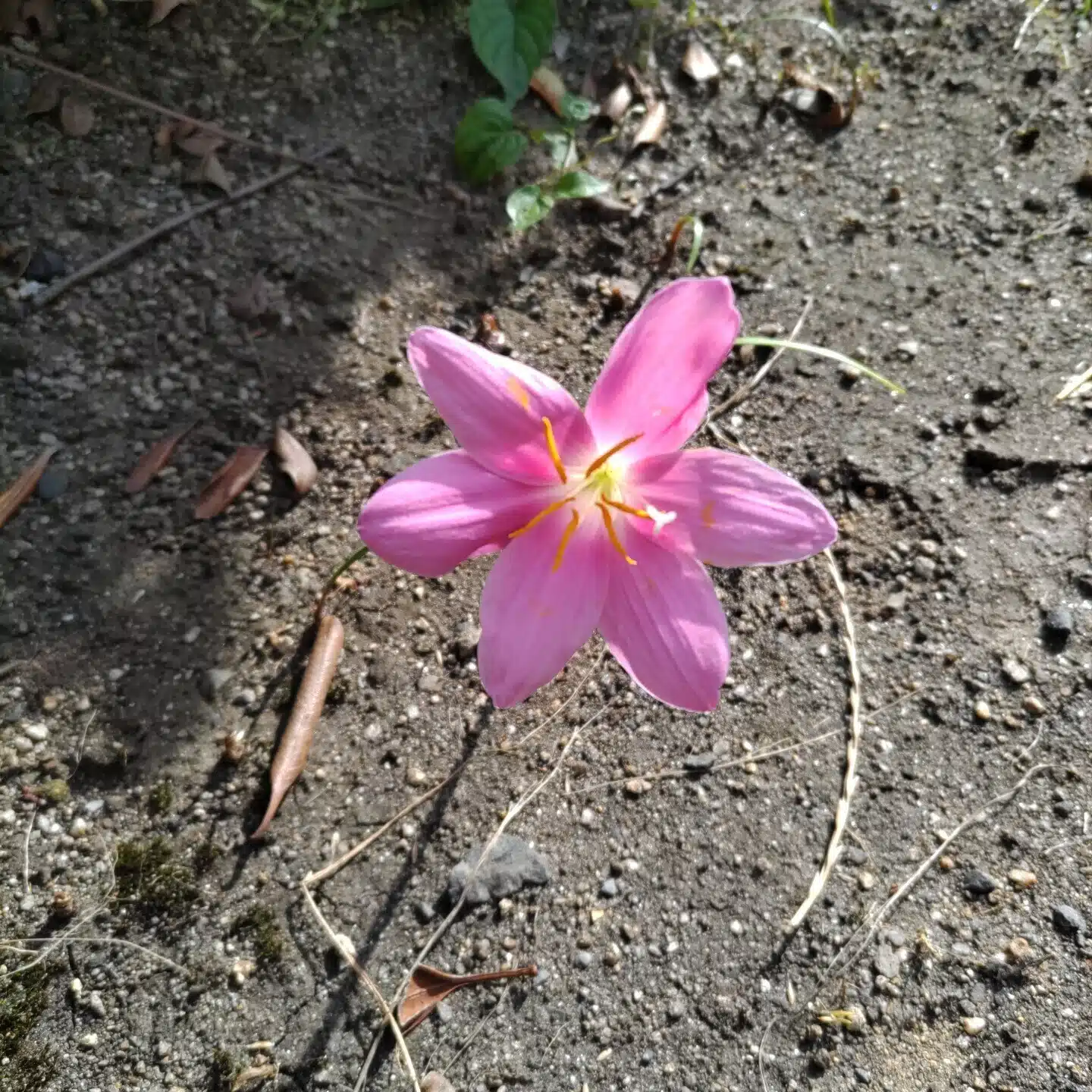 香月