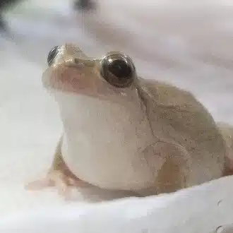 くろ
