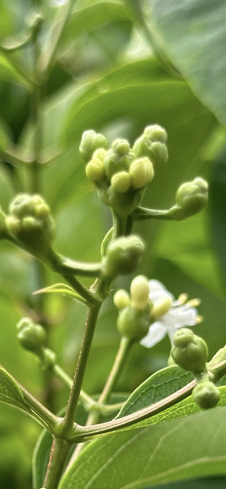 ナナコバナ 花数がその名となった樹木｜EGGSEED