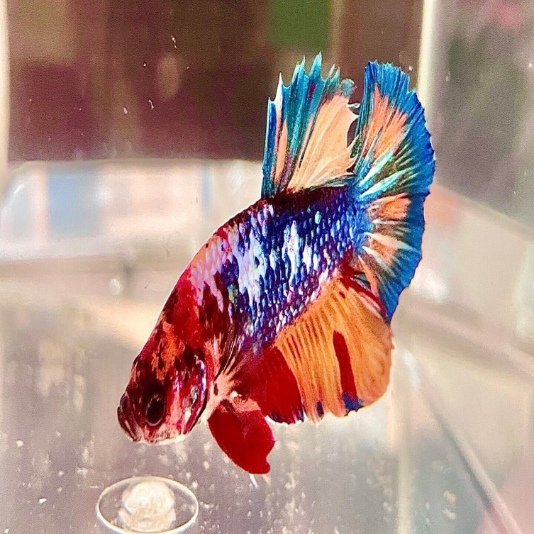 我が家のベタ飼育環境ー親魚編ー｜橘ノア