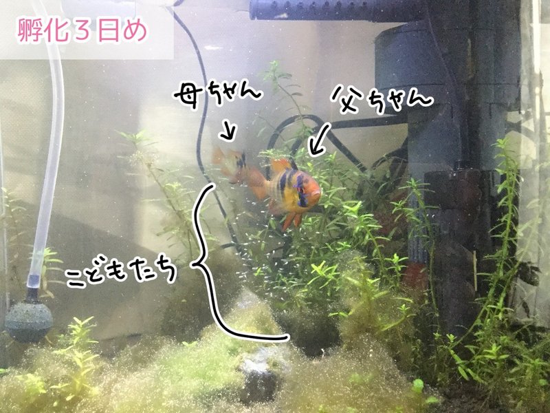 熱帯魚のラミレジィ 孵化からの成長写真 猫野サラ Note 熱帯魚のラミレジィ 孵化からの成長写真 猫野サラ Note