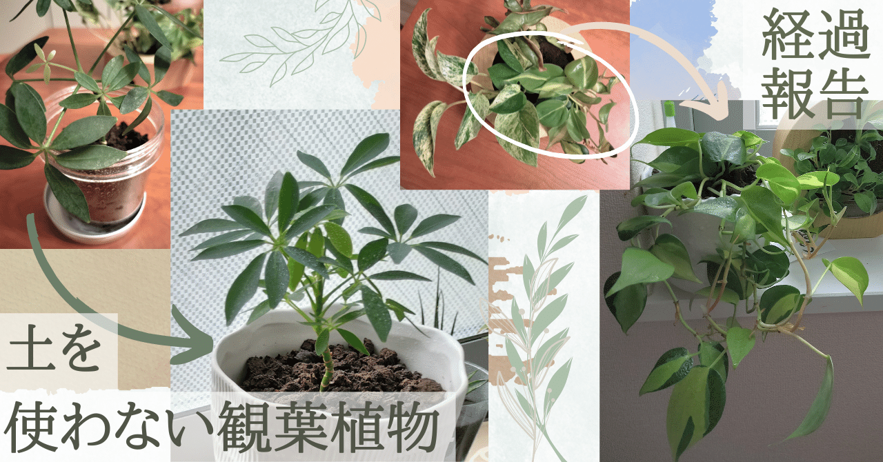 土を使わない、観葉植物たちレビュー｜kw.