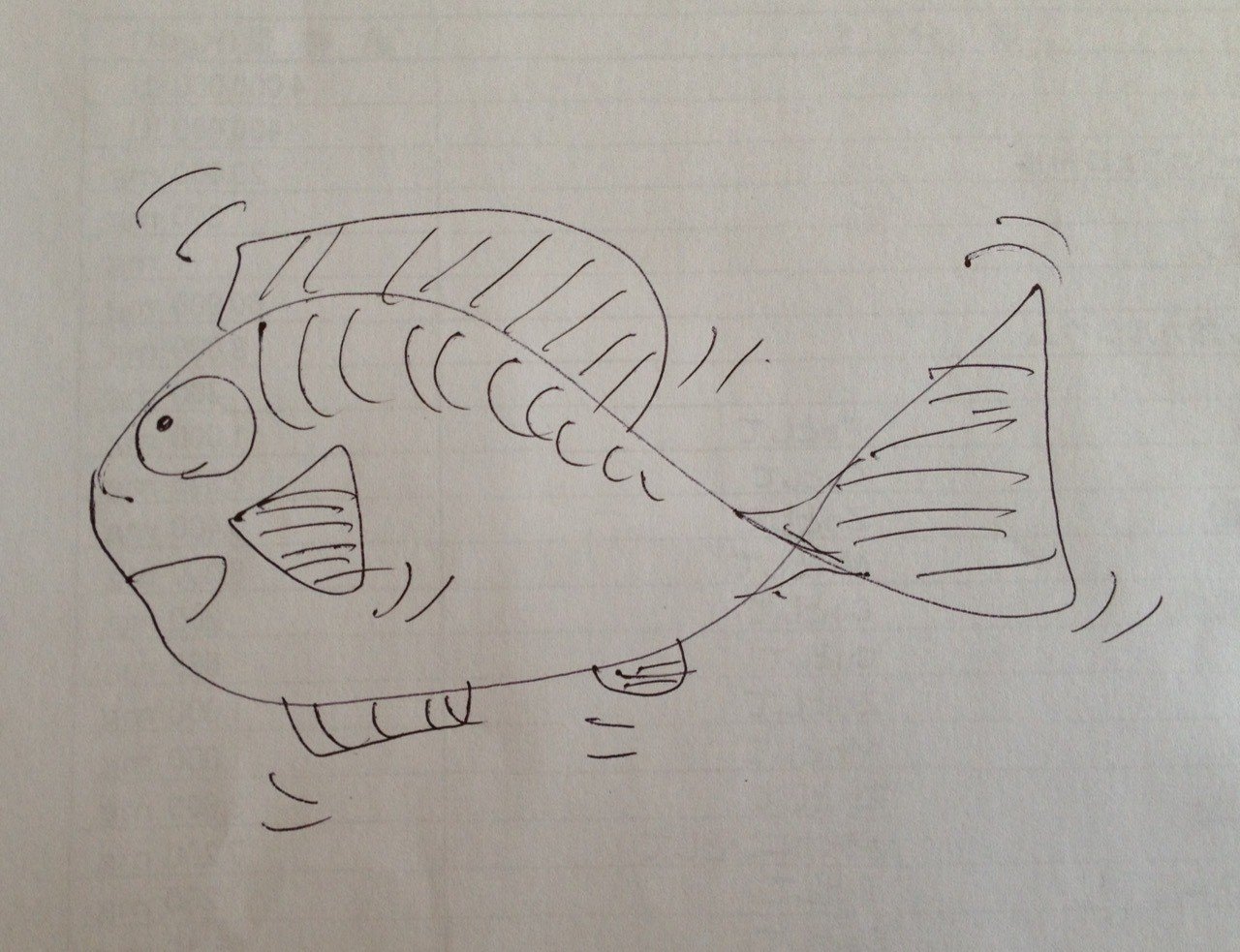 熱帯魚のラミレジィ 孵化からの成長写真 猫野サラ Note