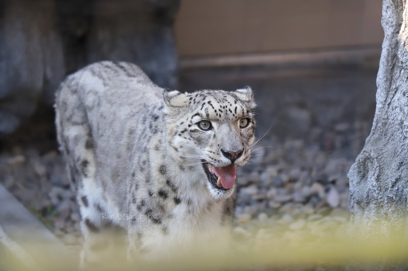 旭山動物園 ユキヒョウ るり ᴥ Note