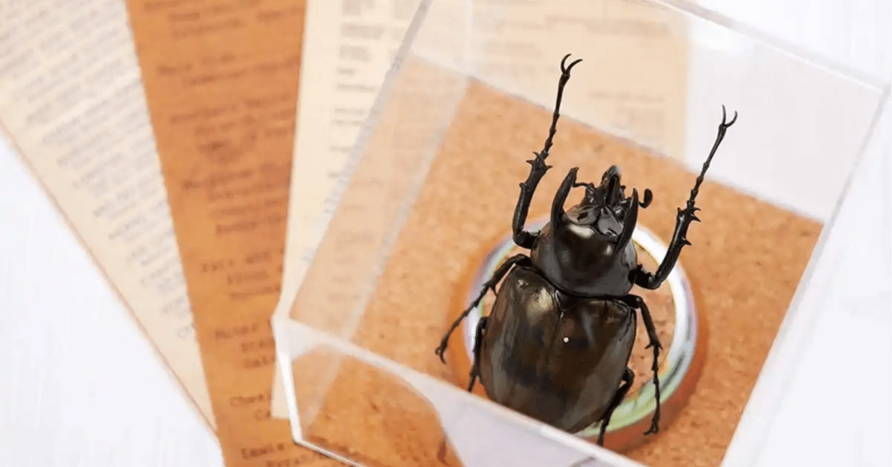 夏休みの自由研究は、親子で昆虫標本にチャレンジ！｜ミルーム