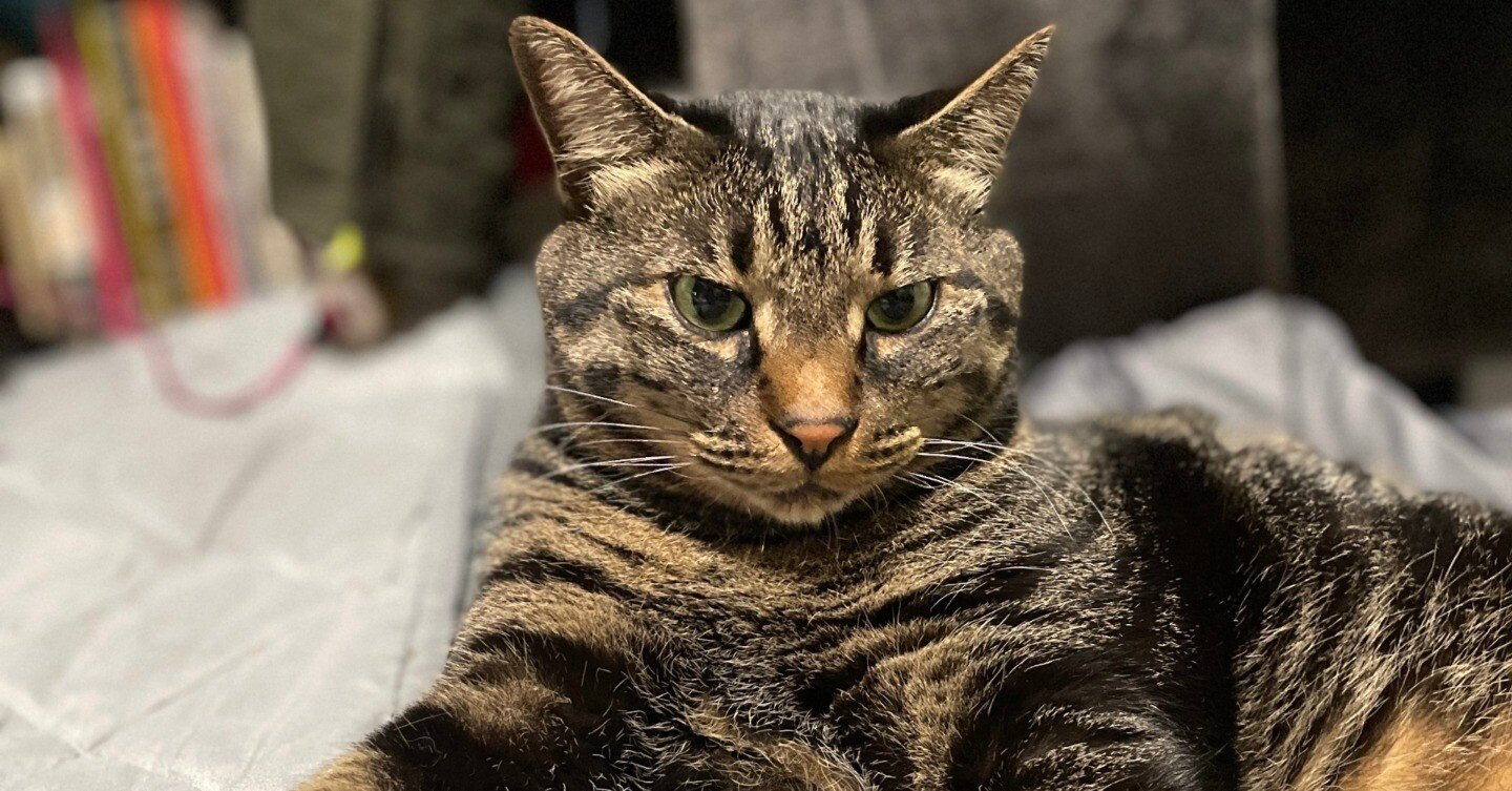 Catlog-BoardとCatlogを試してみた&続編｜畠山裕美（Hiromi Hatakeyama