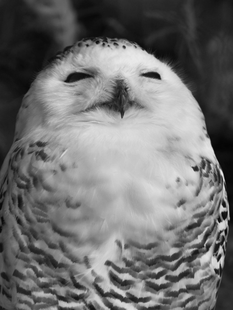 都民の日 は多摩動物公園でパターンとイケメンを狙ってみた Koyoko デザイナー Note 都民の日 は多摩動物公園でパターンとイケメンを狙ってみた Koyoko デザイナー Note