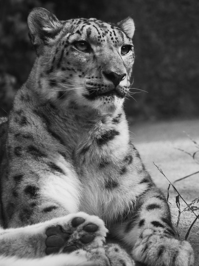 都民の日 は多摩動物公園でパターンとイケメンを狙ってみた Koyoko デザイナー Note 都民の日 は多摩動物公園でパターンとイケメンを狙ってみた Koyoko デザイナー Note