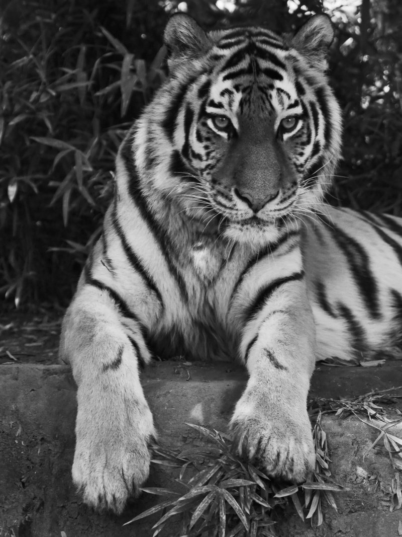 都民の日 は多摩動物公園でパターンとイケメンを狙ってみた Koyoko デザイナー Note