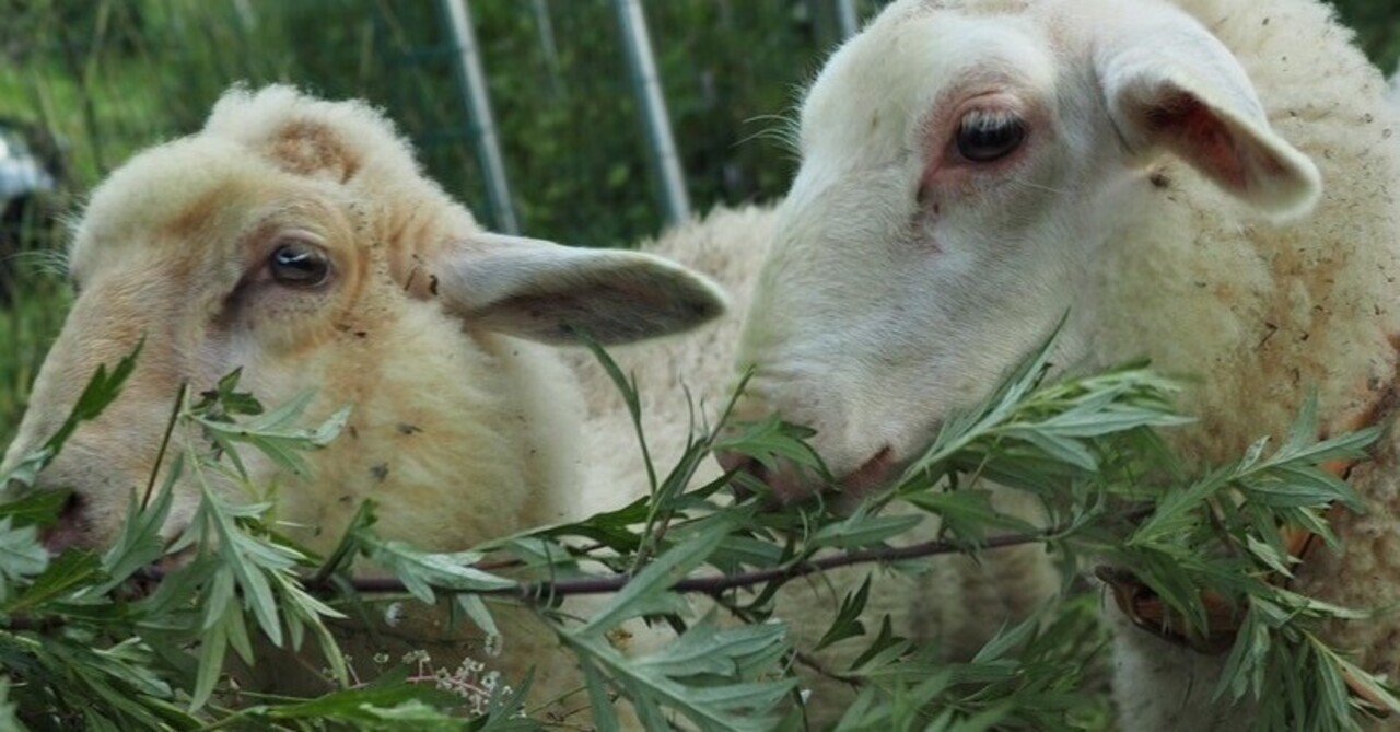 ひつじがやってきました｜manami｜宗像自然農園｜fluke wool crafts