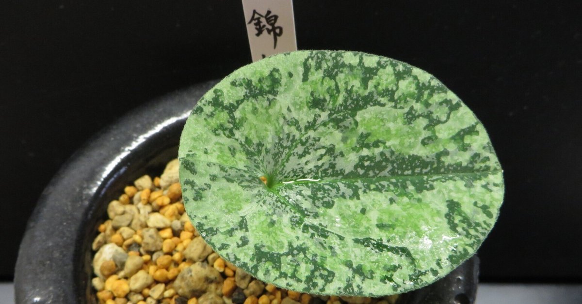 日本古来の観葉植物｜古典園芸植物 細辛研究会