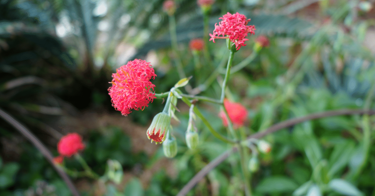 医学部編入：群馬大学出願 単位足りない人へ｜shelly1129医学部