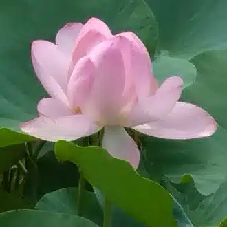 社労士のムクちゃん