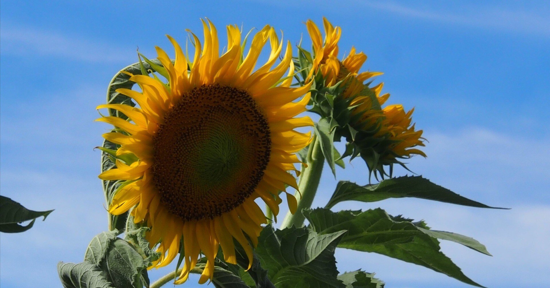 伊丹市 スカイランドHARADA2024年7月22日,26日【ひまわり】｜レタス