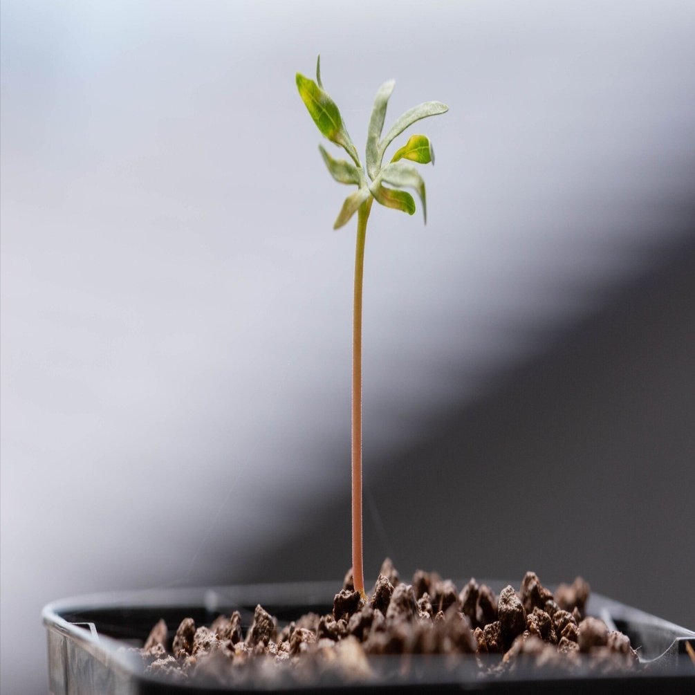 播種後1か月 ボスウェリア・ネグレクタ発芽！＆途中経過｜たこさん