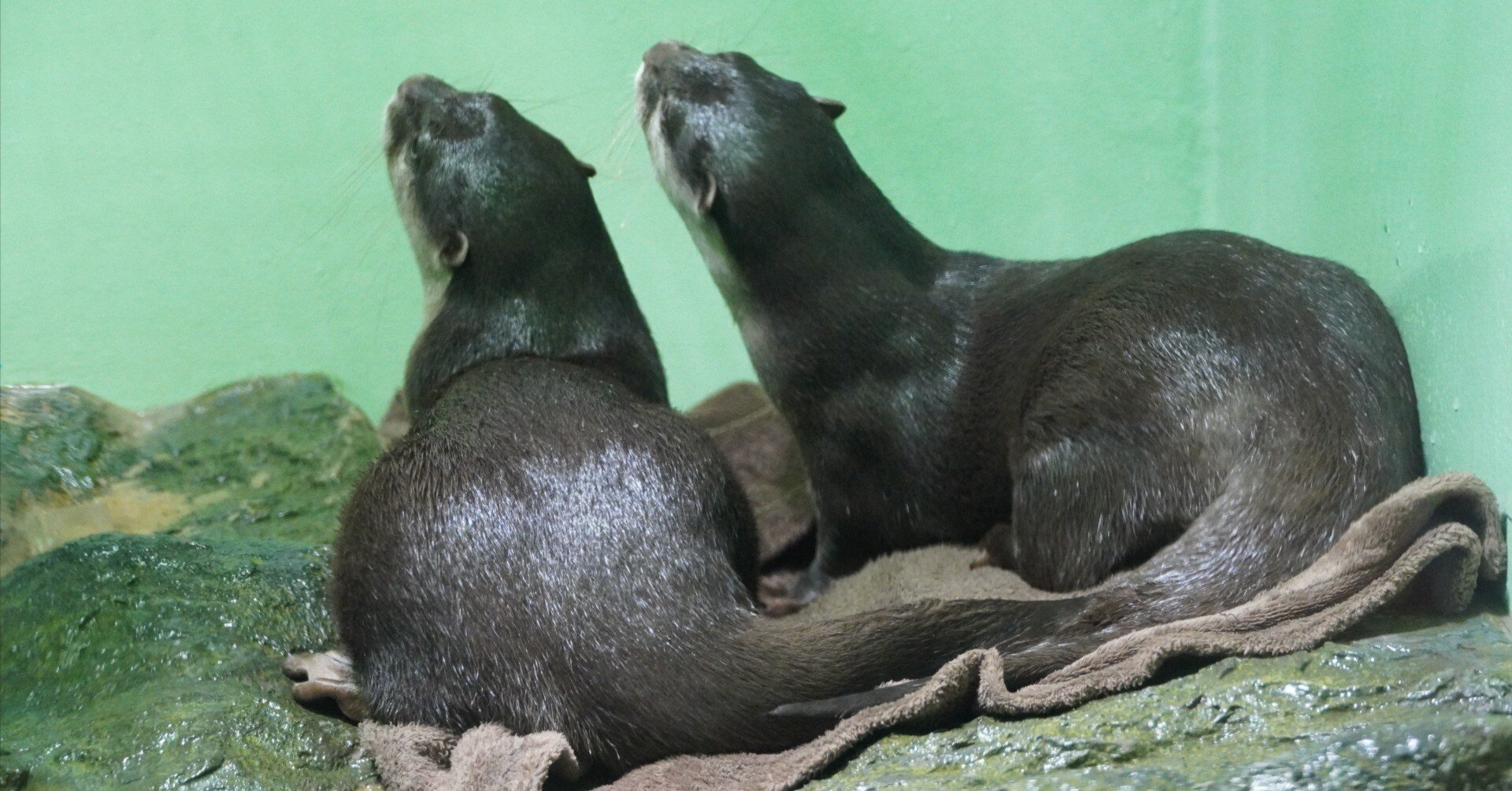 しながわ水族館 2024年7月24日｜ウソソ（カワウソファンの園館ノート）