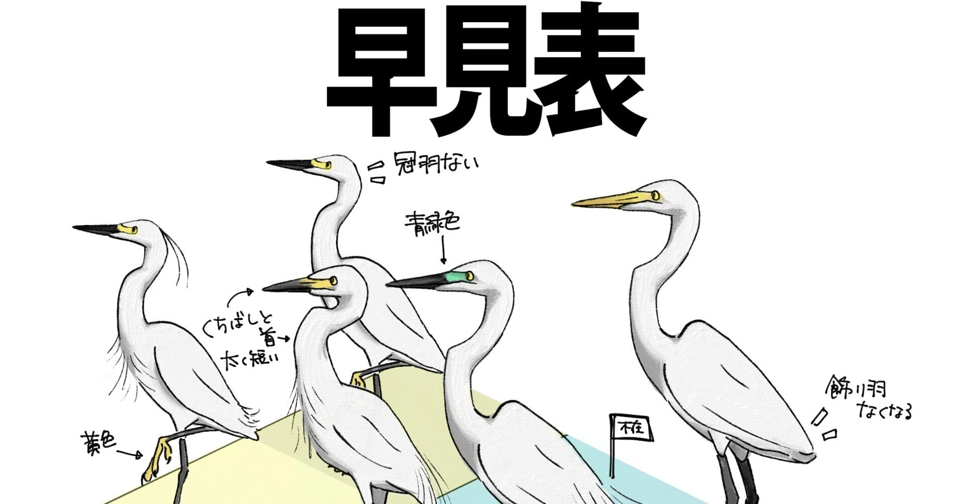 白いサギを見分ける早見表｜くますけ｜自然ガイド・クリエイター