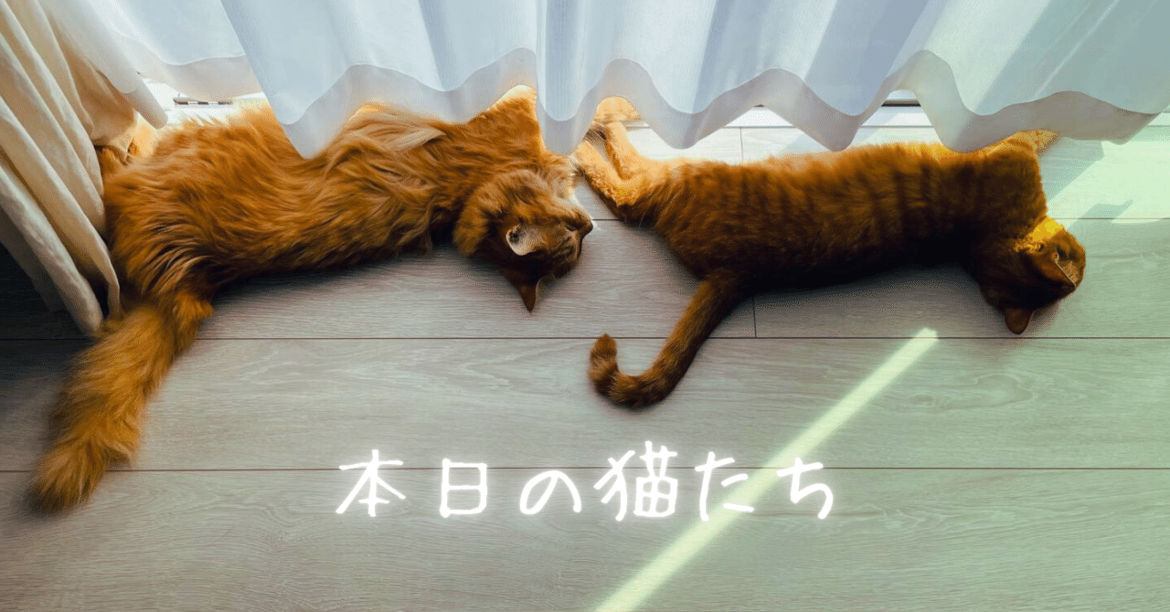 本日の猫たち #383（ツチネコ）｜MIU