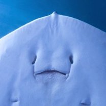 エイの裏の顔 Note エイの裏の顔 Note