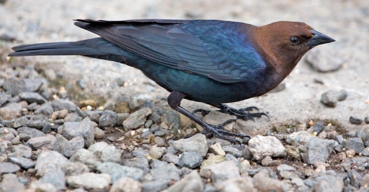 第571回 なんでもありの野鳥 翆野 大地 Note