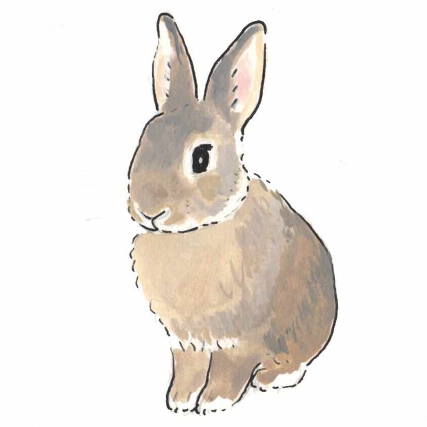 🐇うさぎイベント情報2025】更新しました！※7/14｜mike