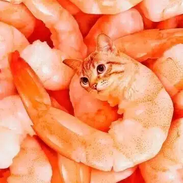 洋梨