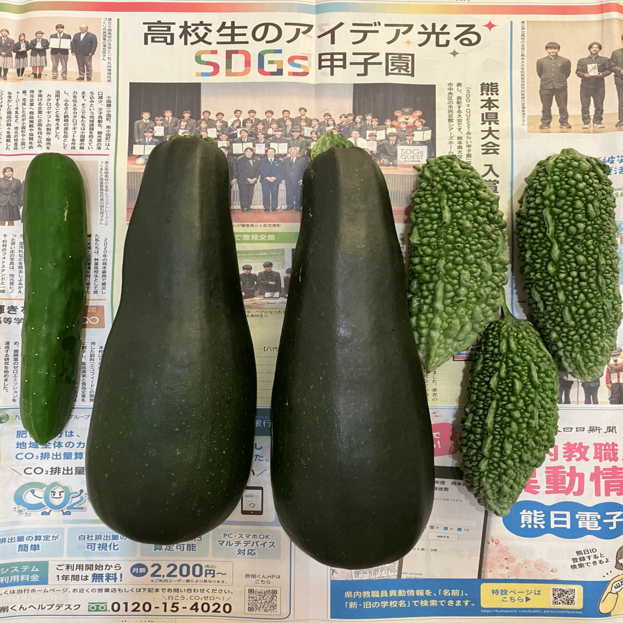 夏野菜 ズッキーニ編(玲音記者)｜くまモン記者団