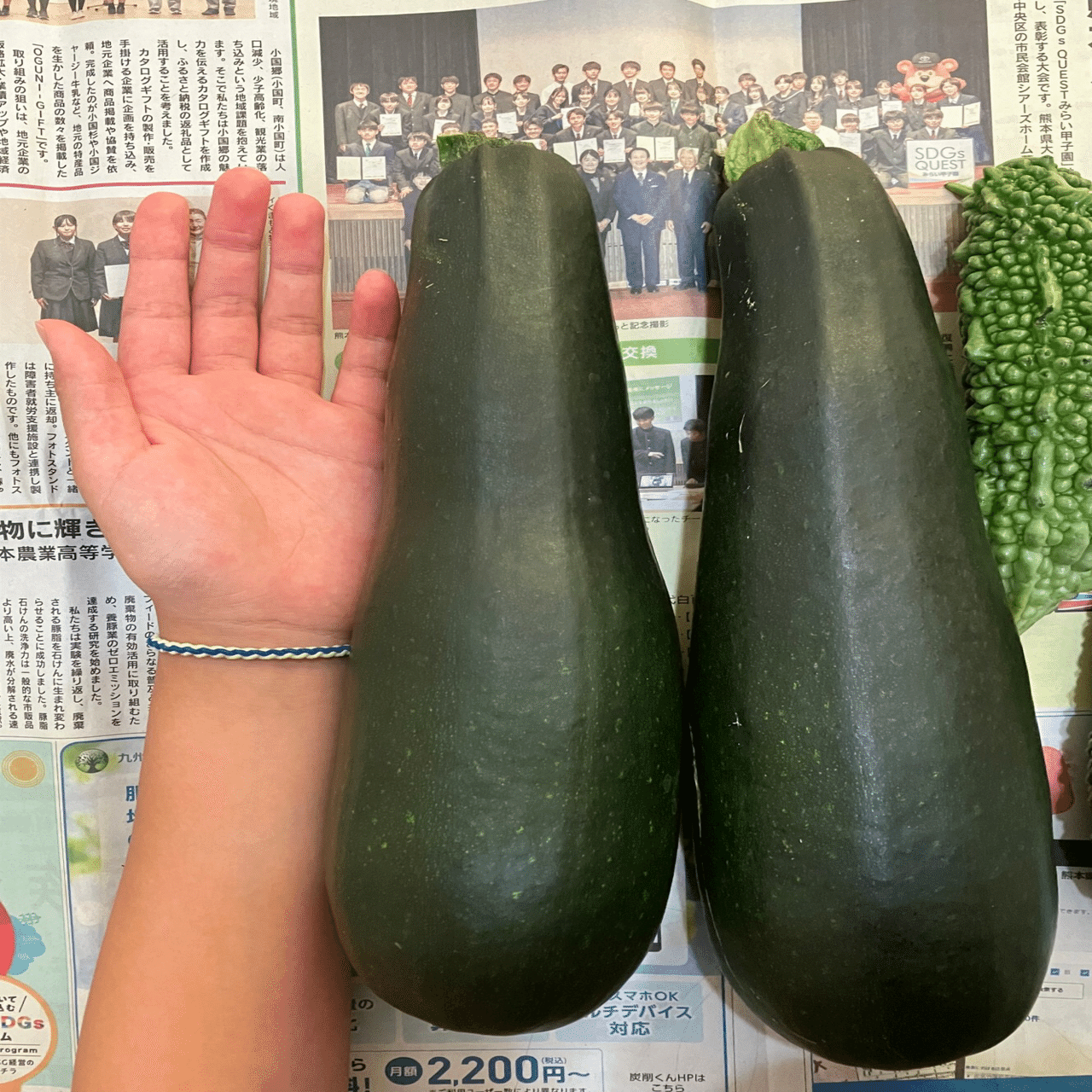 夏野菜 ズッキーニ編(玲音記者)｜くまモン記者団