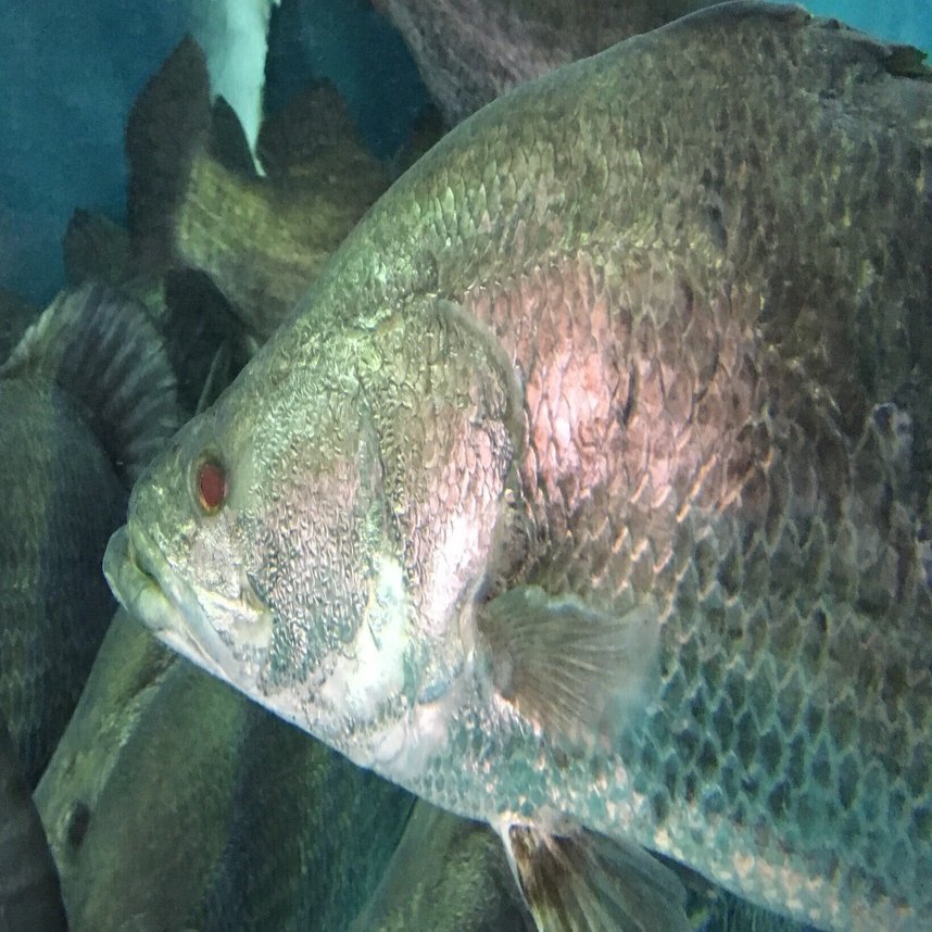 アカメ《展示動物解説》｜桂浜水族館 公式