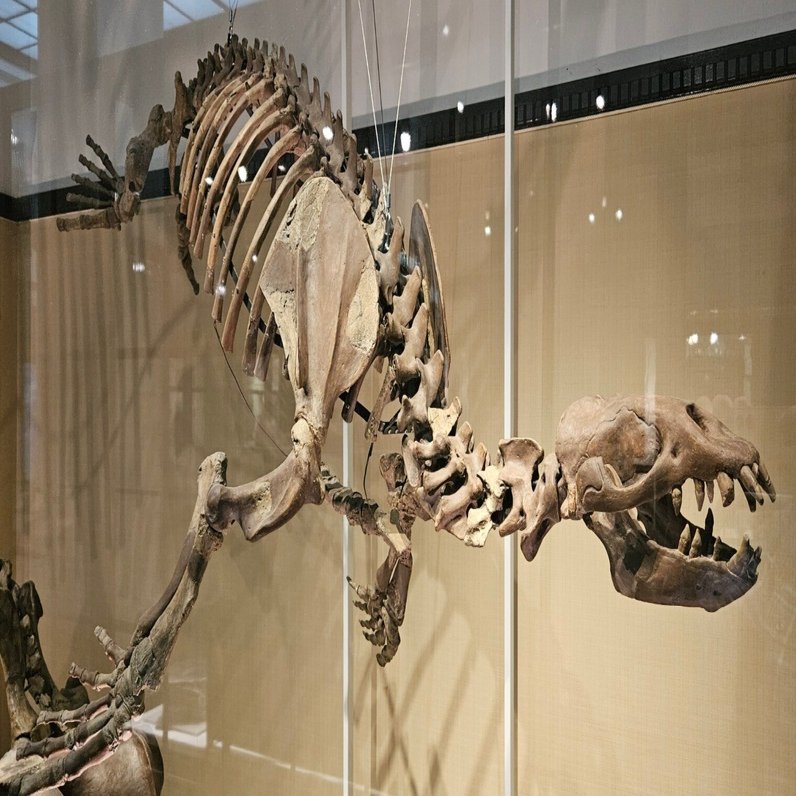 The Lost Universe 古代の巨大鰭脚類②巨大デスマトフォカ類｜美原さつき