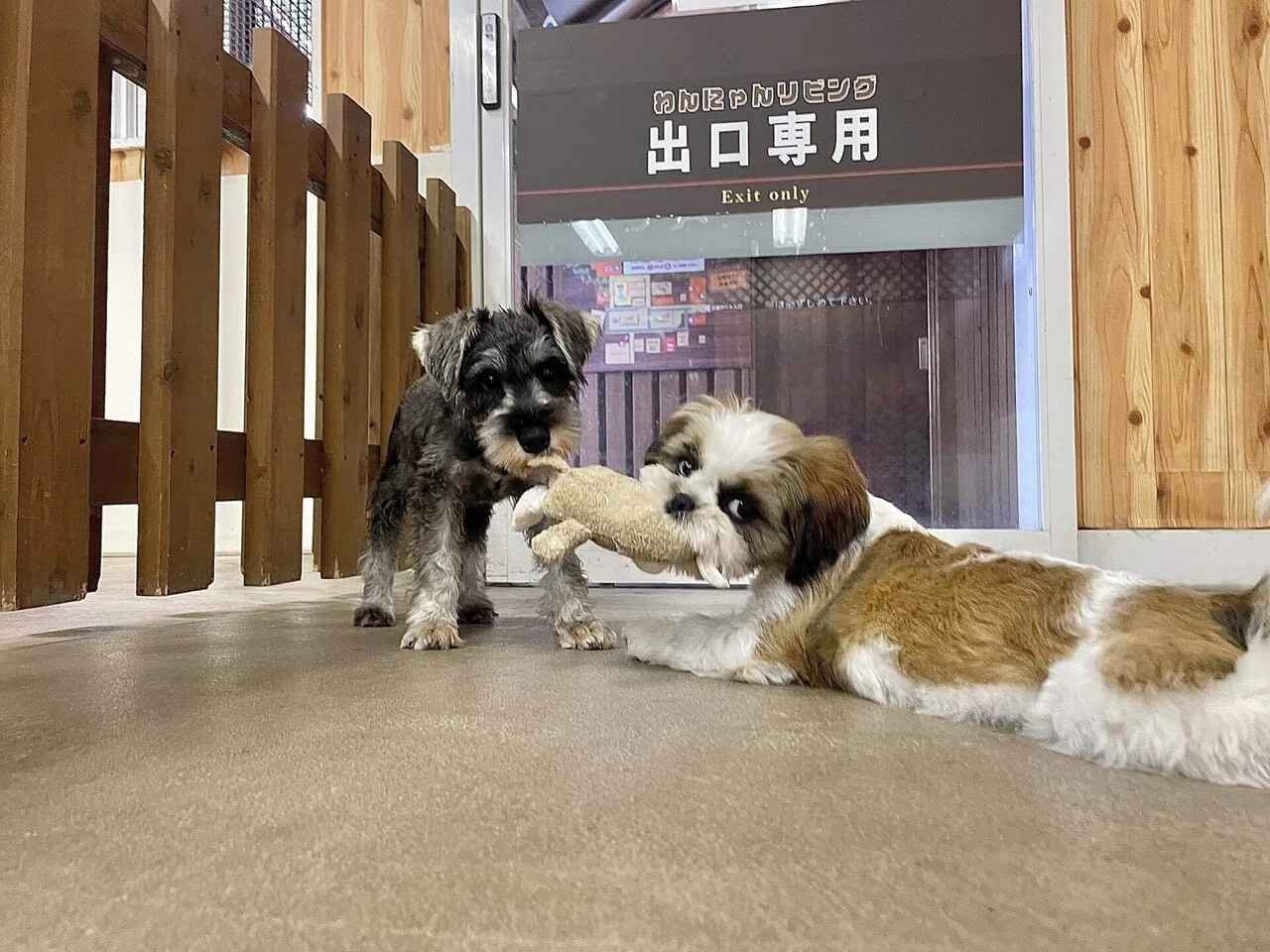 ニューフェイス！〜小型犬編〜｜那須どうぶつ王国公式note