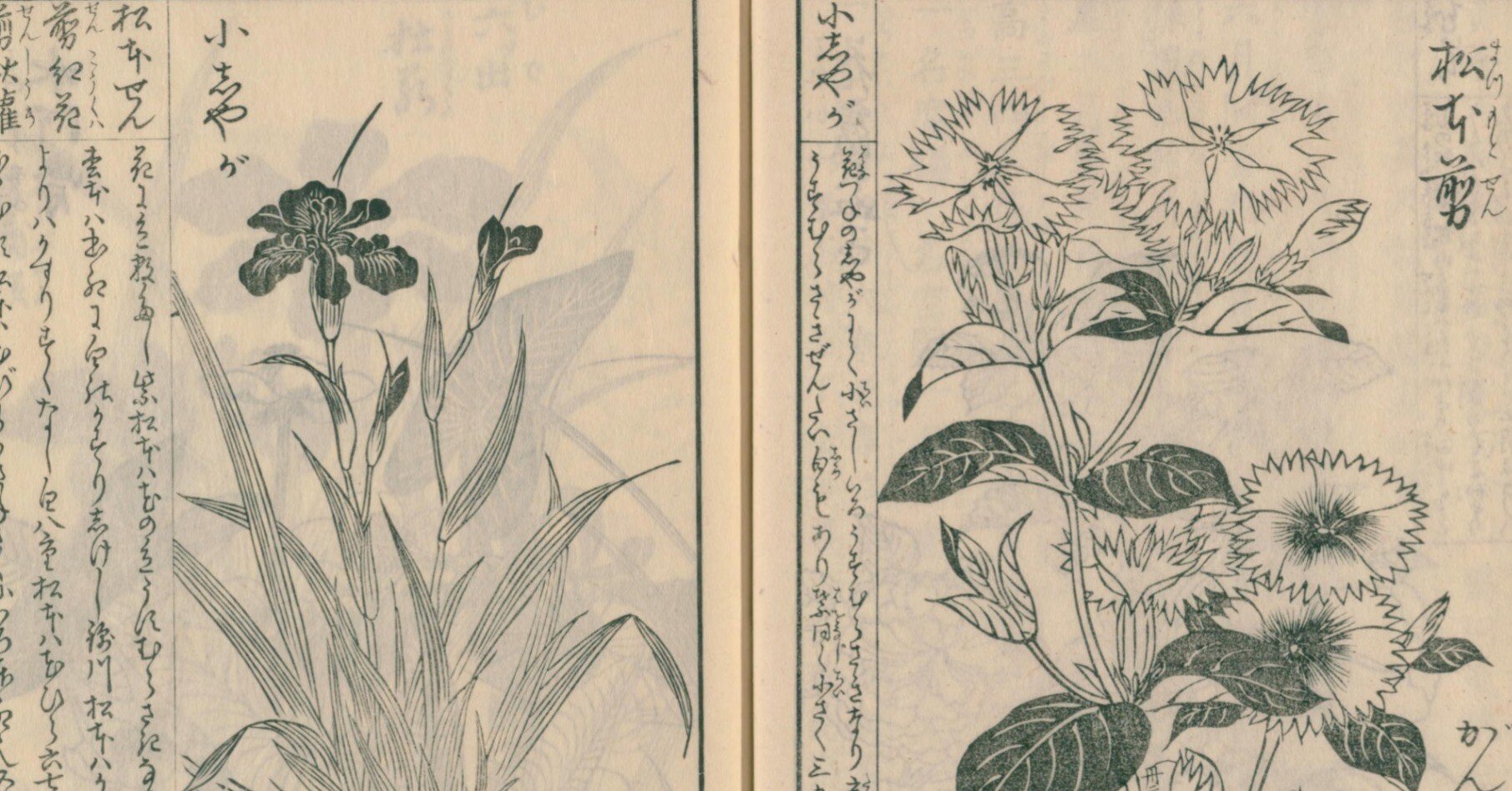 絵本野山草】(12) 花いちご／松本剪／小しやが／水河骨／かきつばた