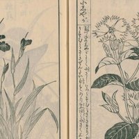 絵本野山草】(16) 銭葵／びやう柳／くはん草／紫陽花／山紫／秋