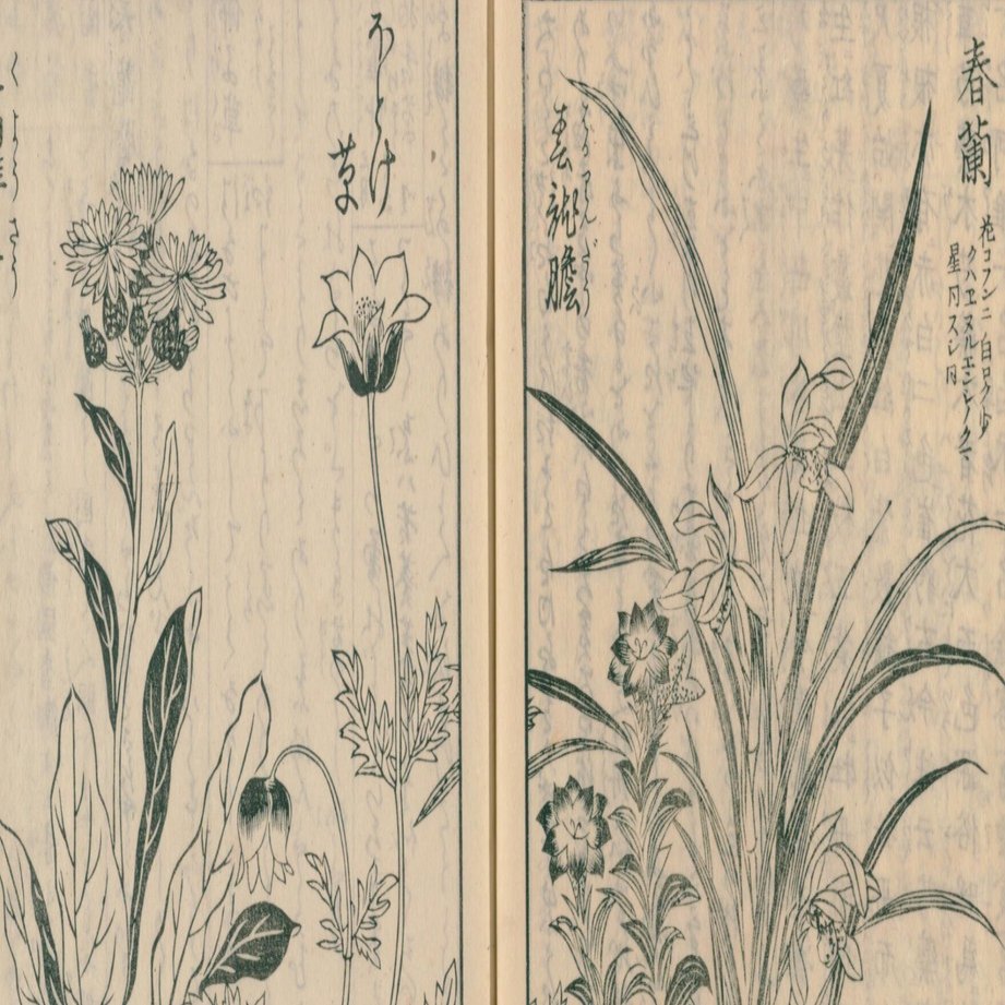 絵本野山草】(13) 春蘭／春龍膽（はるりんどう）／佛子草／九曜草