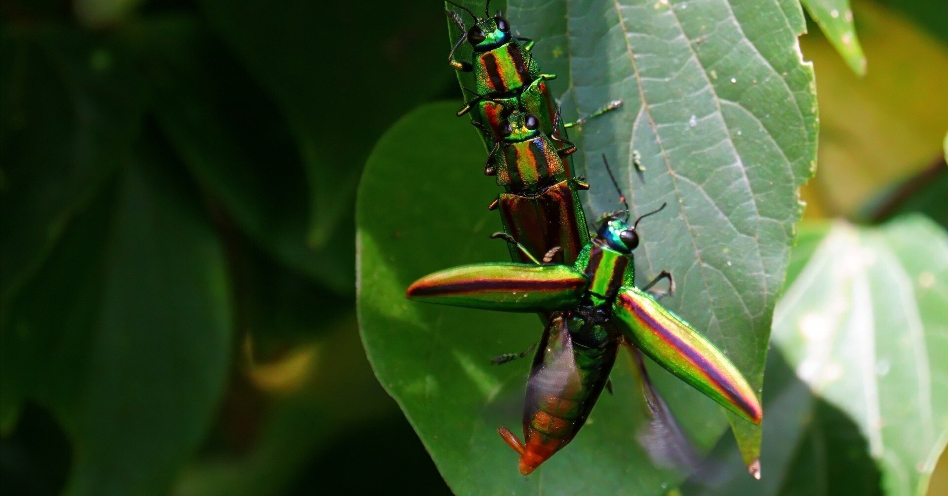 db42b2e49a818cb250c3dbbd05e1c9