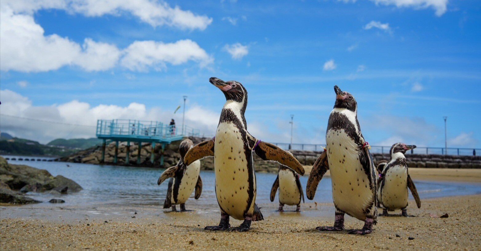 レポ#64 長崎ペンギン水族館（ふれあいペンギンビーチ）｜haru