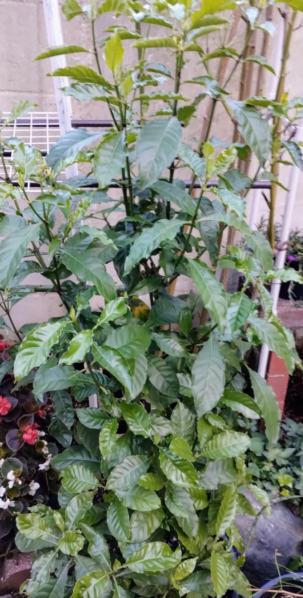 Psychotria alba(サイコトリア・アルバ)|R∴M∴X∴ Psychotria alba(サイコトリア・アルバ)|R∴M∴X∴