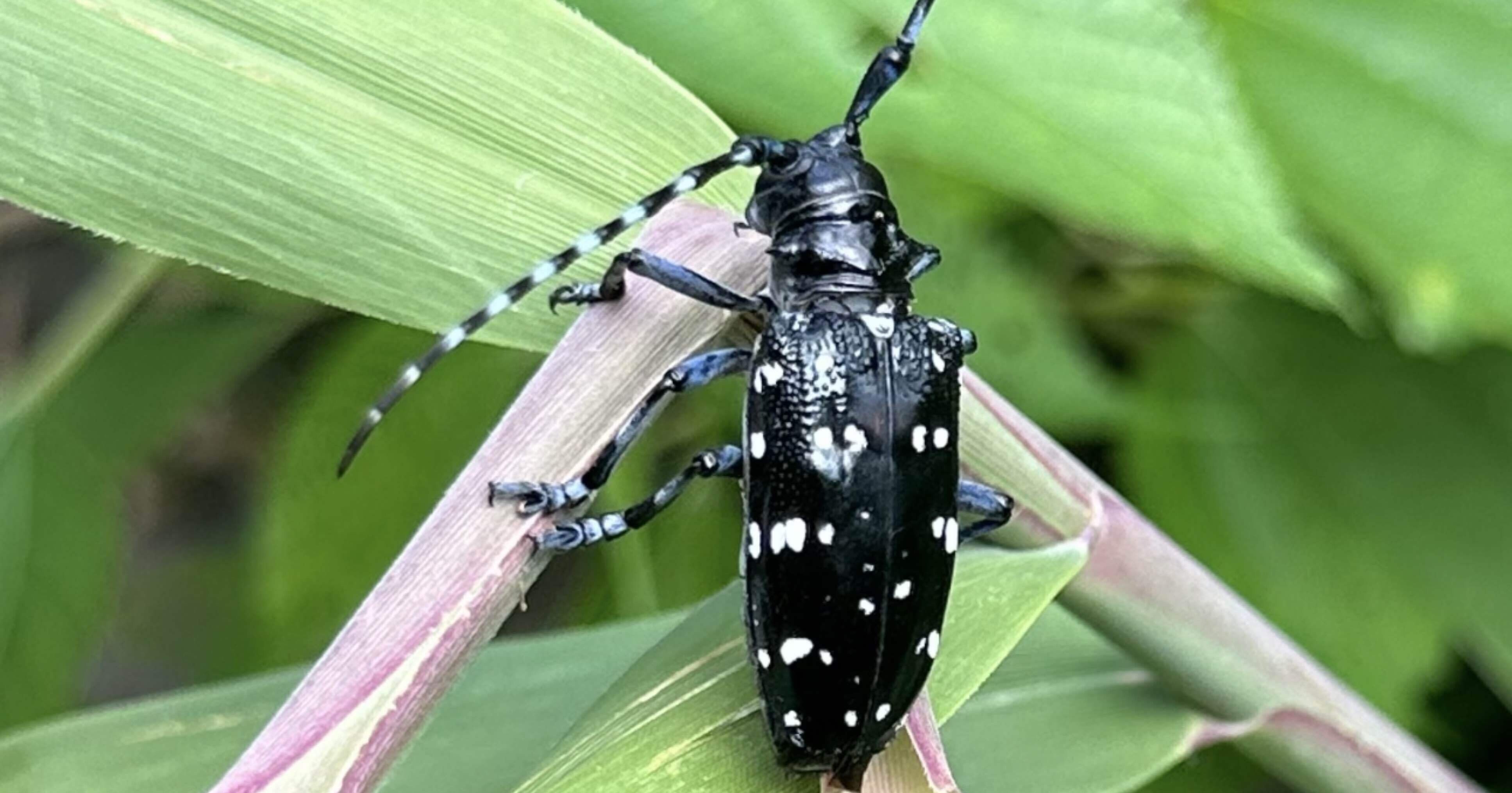 カミキリの漢字表記とは、紙切・髪切・噛切のどれ？｜EGGSEED