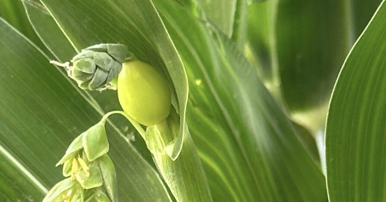 数珠玉｜EGGSEED