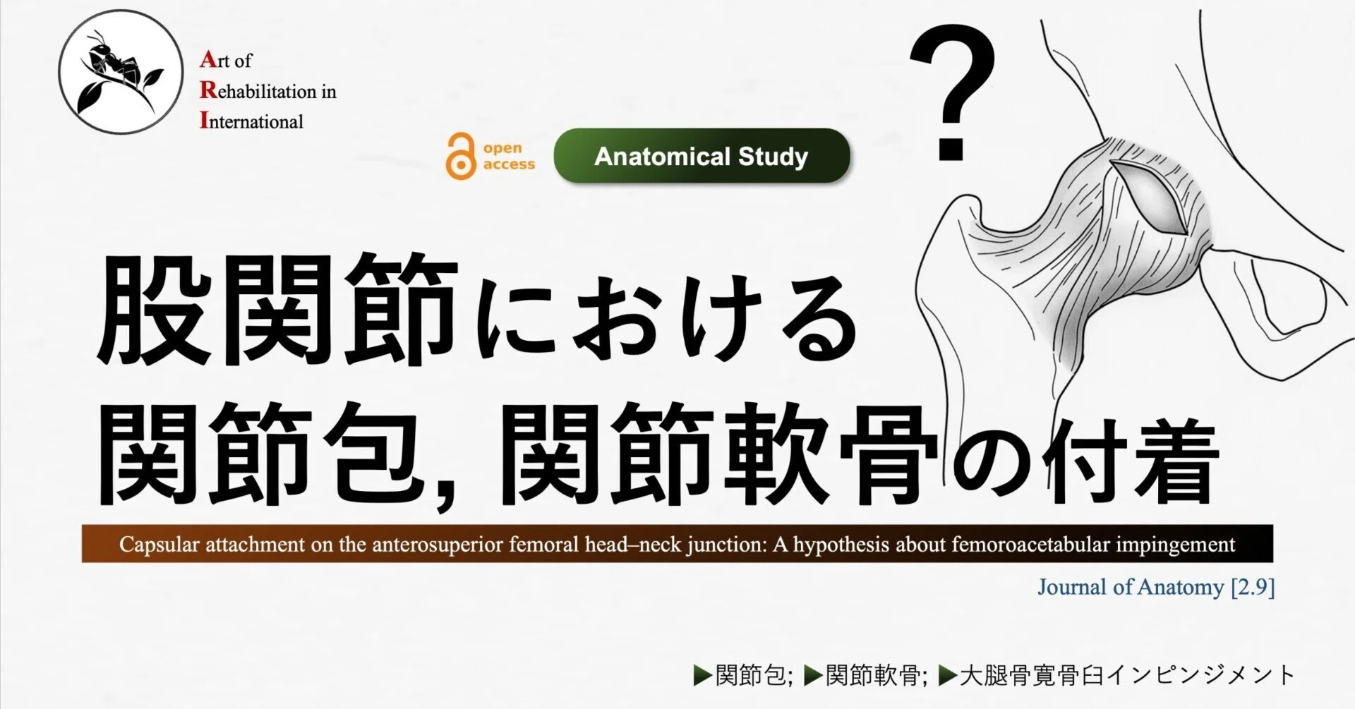 股関節における関節包, 関節軟骨の付着｜Super Human | 理学療法士