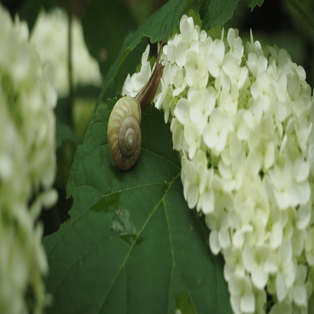 阿部青鞋俳句全集を読む①｜南方日午/みなかたひうま